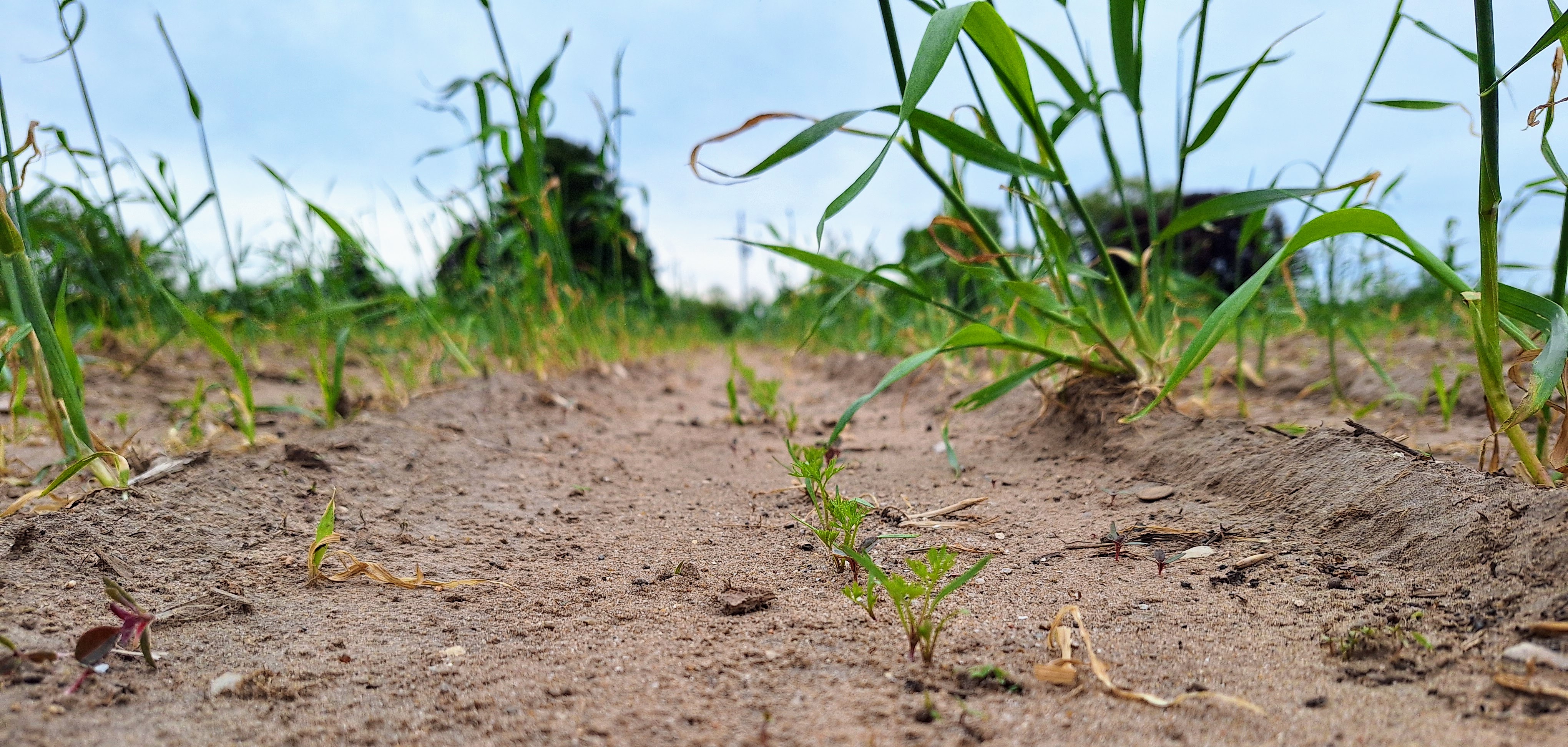 Carrot seedlings emerging from the ground.